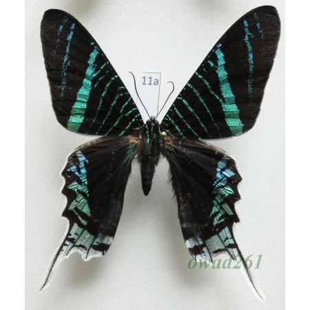 Urania leilus (Linnaeus, 1758) Peru 69mm11a